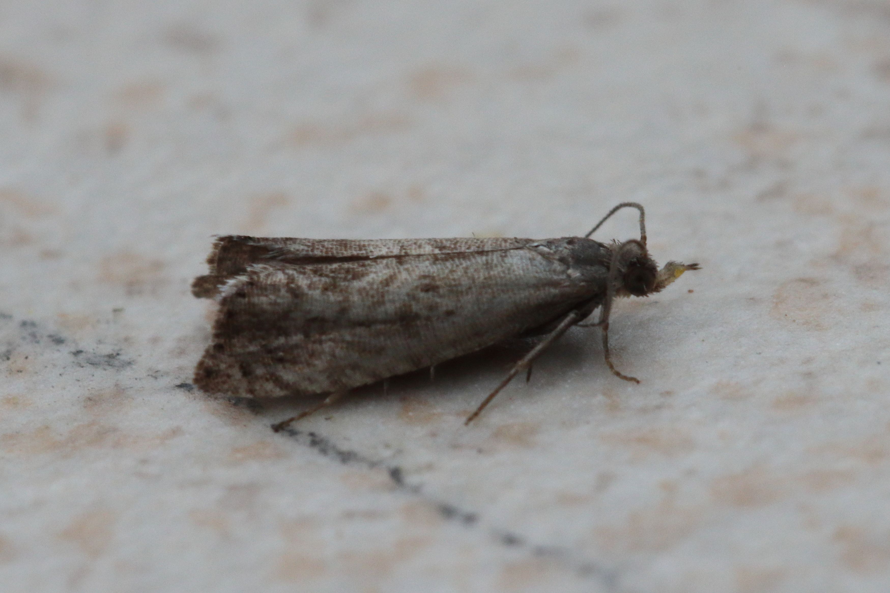 Photo of Plum Fruit Moth (Grapholita funebrana)
